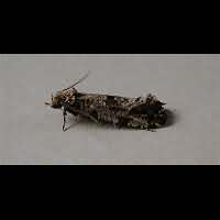 picture Cork Moth