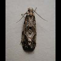 Photograph of the Cork Moth
