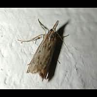 picture Grass Moth