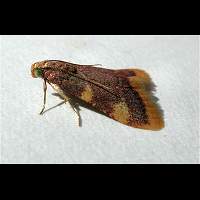 picture Clover Hayworm Moth