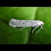 picture Spindle Ermine