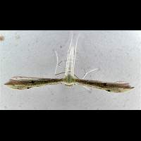 picture Adaina microdactyla