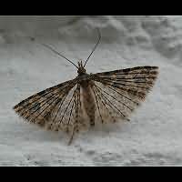 picture Twenty-plume Moth