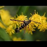 picture Synanthedon vespiformis