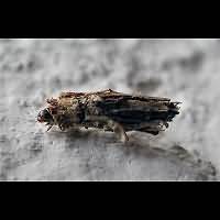 picture Common Bagworm