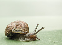 photograph of Brown Garden Snail, Helix aspersa, Cornu aspersum