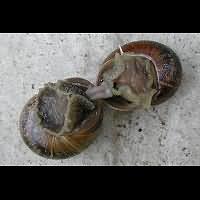 photograph of Brown Garden Snail, Helix aspersa