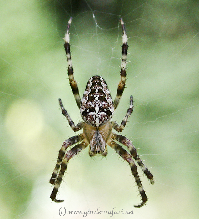 Gardensafari Common European Garden Spider With Many Detailed