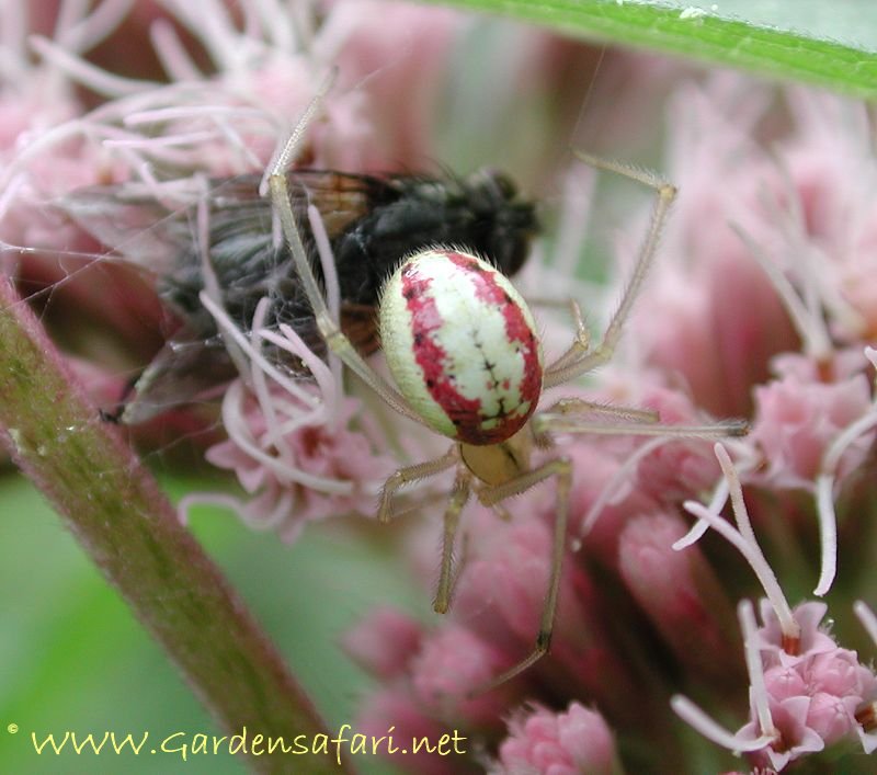 Gardensafari Picture Page about Stripe Spider (with detailed photographs)