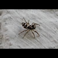 Photograph Zebra Spider