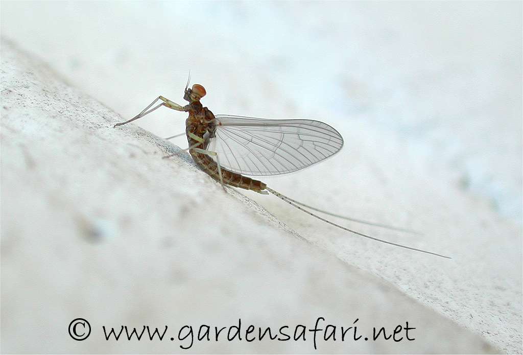 Gardensafari Miscellaneous Insects Locusts Lacewings Ant Lions May Flies And Earwigs With Lots Of Pictures