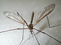photograph of European Crane Fly (Tipula paludosa)