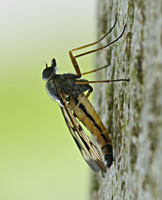 photo of Common Downlooker Snipefly, Rhagio scolopaceus