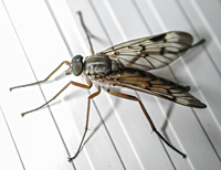 photo of Common Downlooker Snipefly, Rhagio scolopaceus