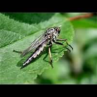picture of Common Awl Robberfly
