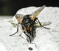 picture of Mid-day Fly, Mesembrina meridiana