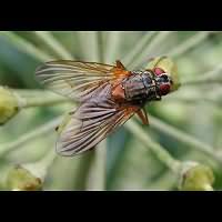 Photograph of a housefly