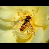 picture Marmelade Fly