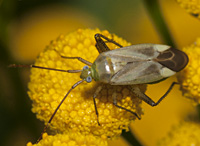 photograph of Lucerne Bug (Adelphocoris lineolatus)