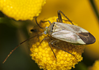foto van  the Lucerne  Bug, Adelphocoris lineolatus