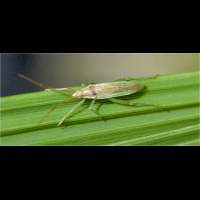 picture Grass Bug