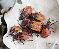 Picture of a group of young Firebug