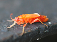 Picture of young Firebug