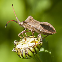picture Dock Leaf Bug