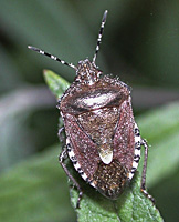 photo of Sloe Bug