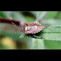 photo of Sloe Bug
