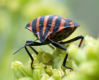 photo of Striped Shield Bug