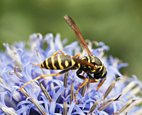 European Paper Wasp or Dominulus Paper Wasp (Polistes dominula)