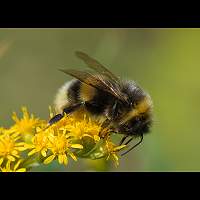 picture White-tailed Bumblebee