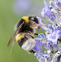 picture White-tailed Bumblebee