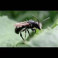 photograph Megachile species