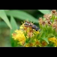 picture Sand Tailed Digger Wasp