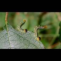 picture Nematus miliaris larva
