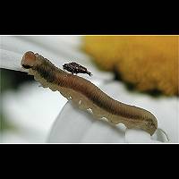 picture Symphyta species larva