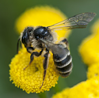 picture of mining bee Andrena denticulata