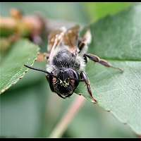 picture Andrena carantonica