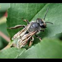 foto Andrena carantonica
